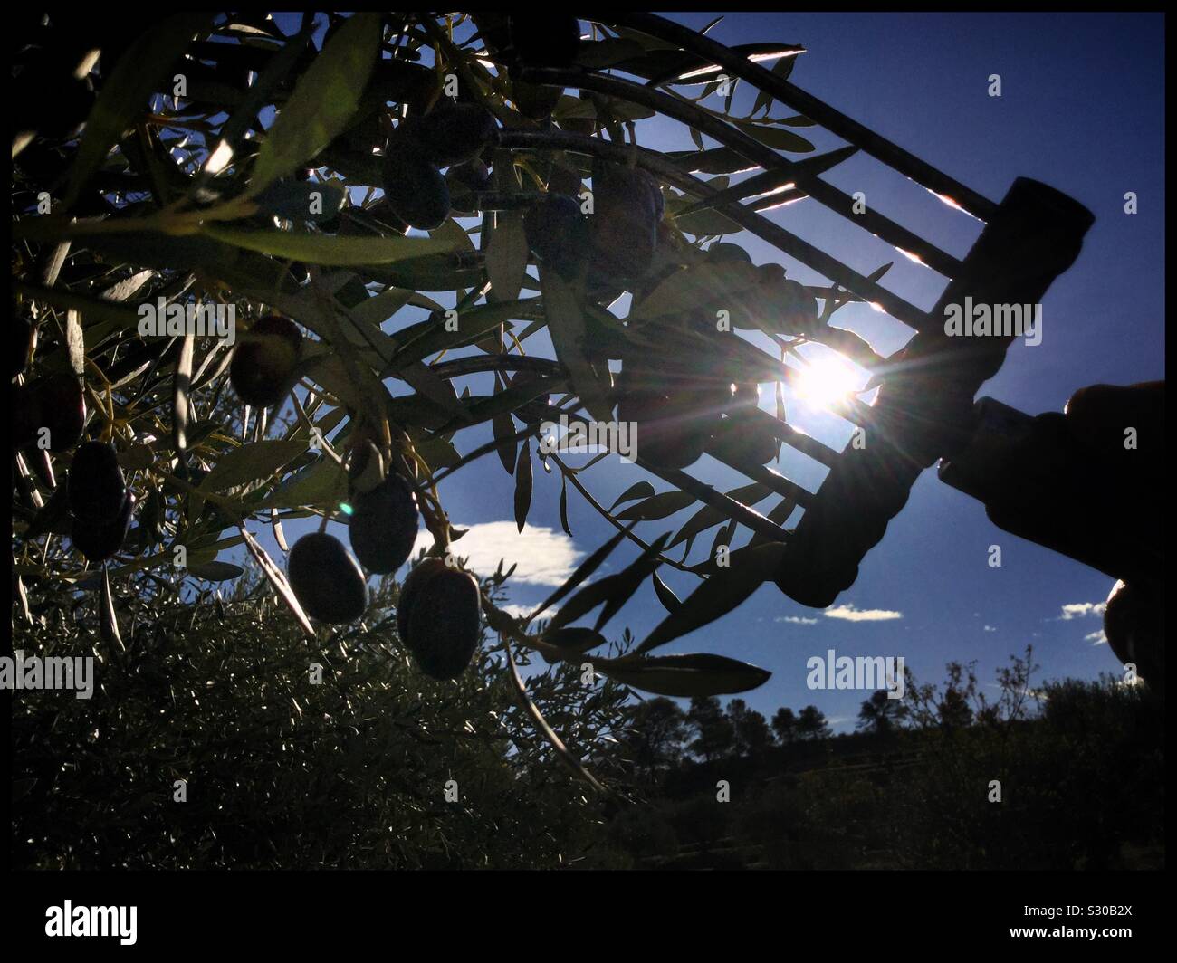 Harvesting Farga olives for extra virgin olive oil, Catalonia, Spain. - Smartphone Captured Stock Image