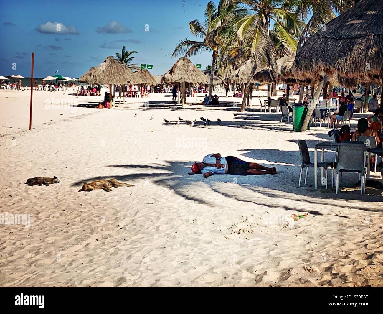 It’s siesta time for a man and two dogs on the sandy beach in Progreso, Yucatán. Stock Photo