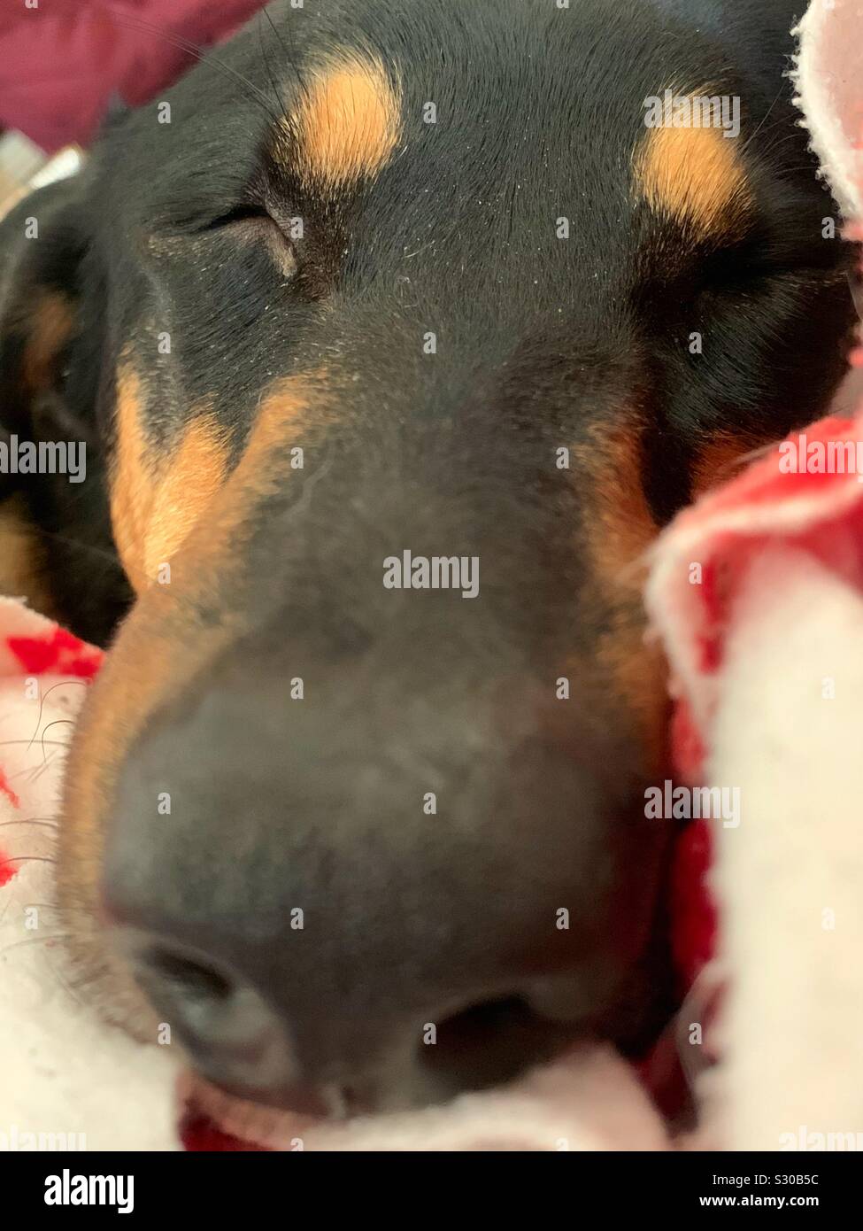 Sleeping tired Black and Tan hound dog - Smartphone Captured Stock Image