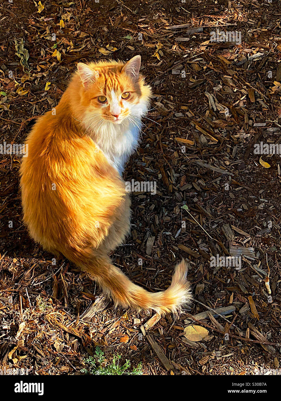 Hello and white,stray cat - Smartphone Captured Stock Image