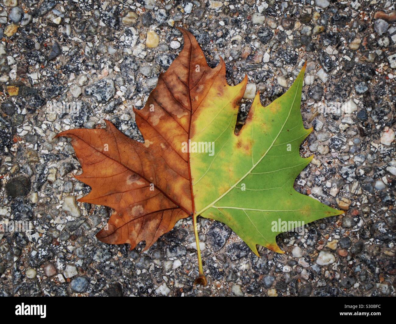 Brown and green leaf - Smartphone Captured Stock Image
