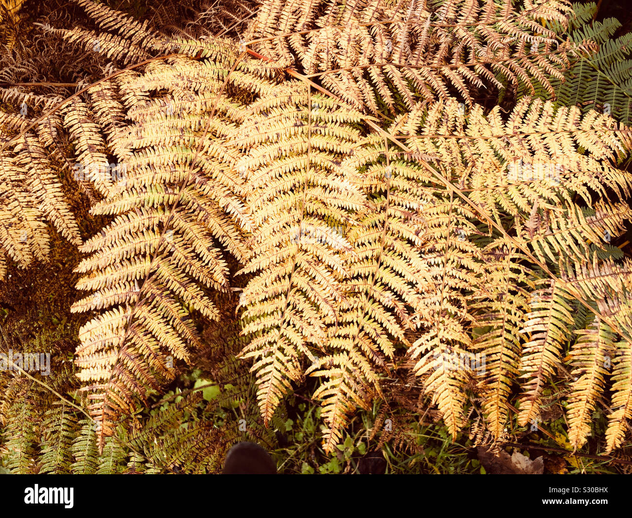 Golden bracken plant in autumn Stock Photo