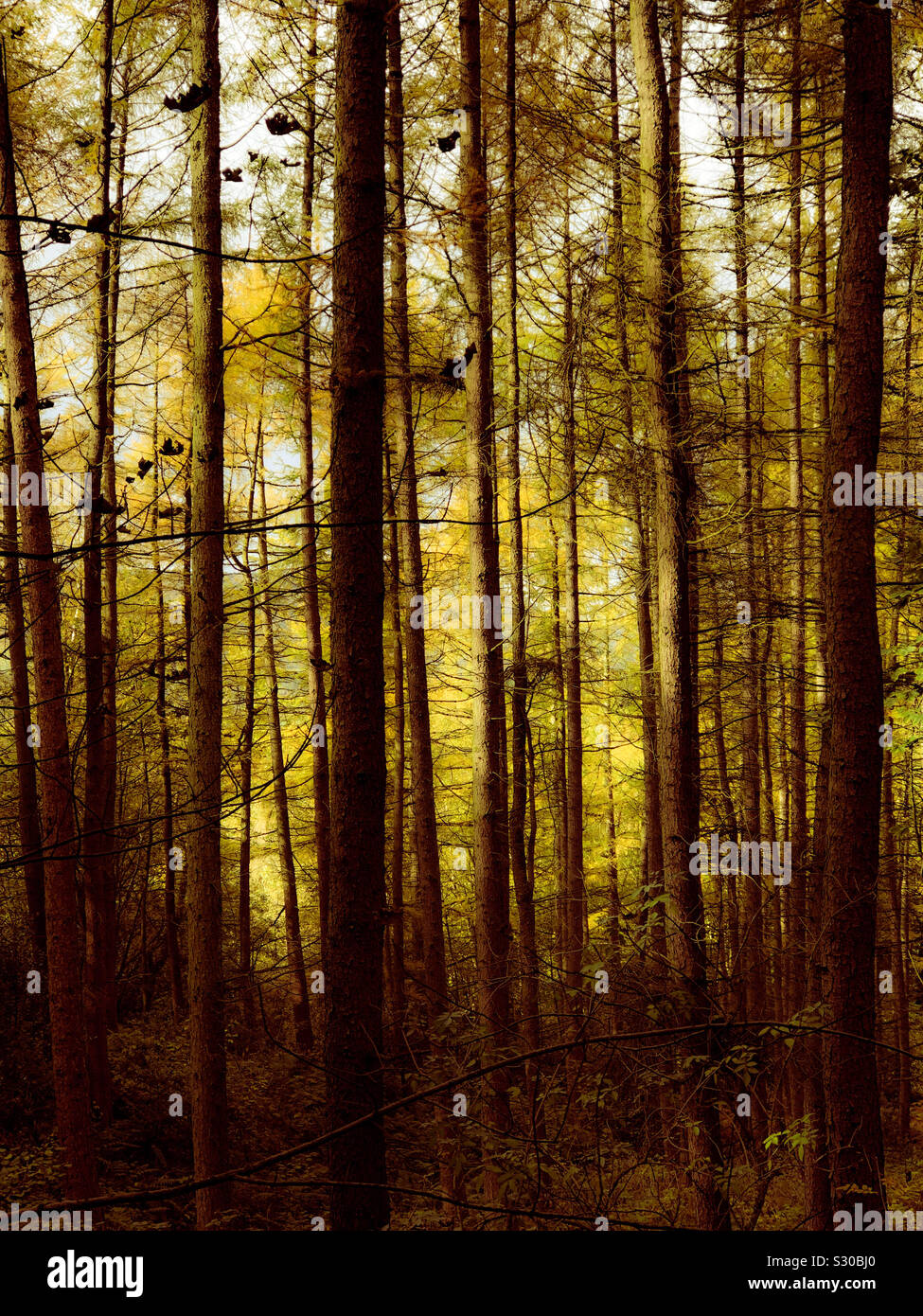 Light through the trunks of trees in a coniferous forest - Smartphone Captured Stock Image