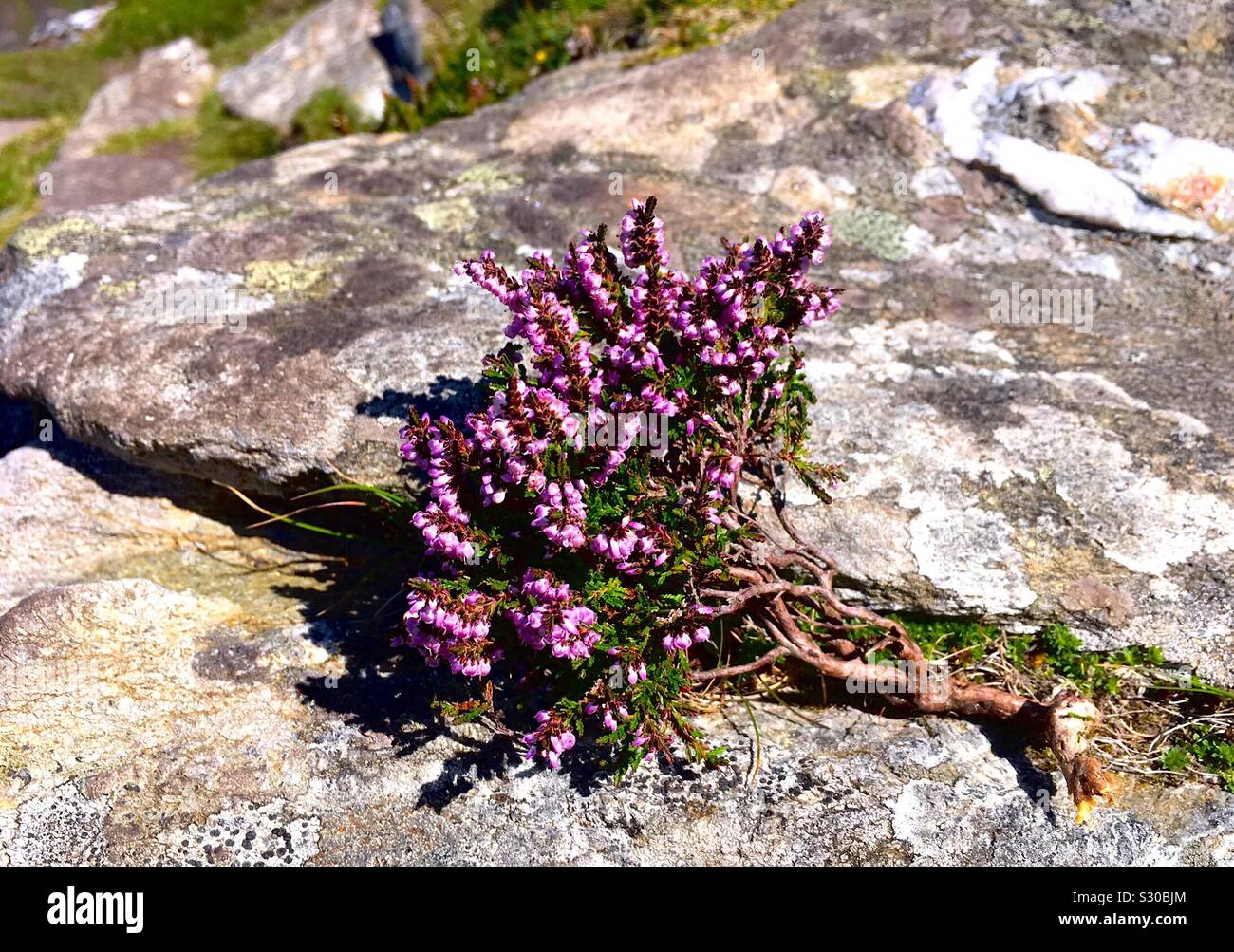 Purple heather on rock - Smartphone Captured Stock Image