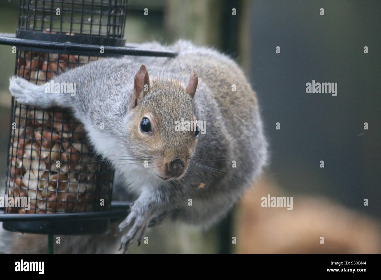 Eastern Grey Squirrel getting his nuts for winter Stock Photo