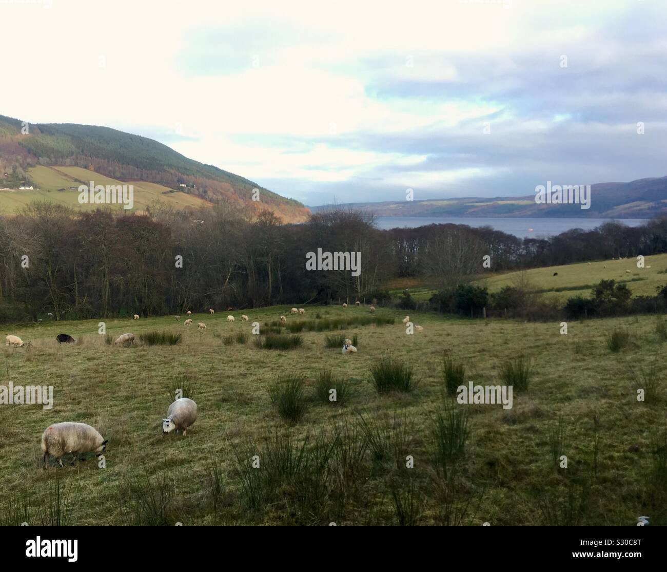 Sheep grazing above Loch Ness Stock Photo