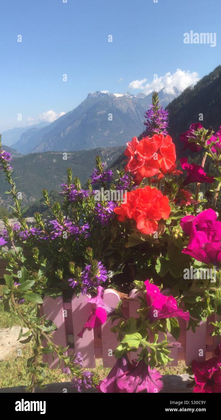 Tour de Mont Blanc Walking holiday Switzerland France flowers Stock Photo