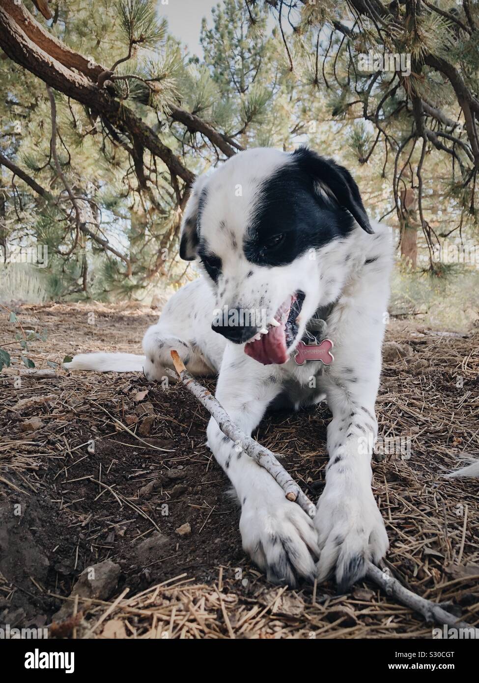 Dog chewing on a stick spitting out splinters Stock Photo Alamy
