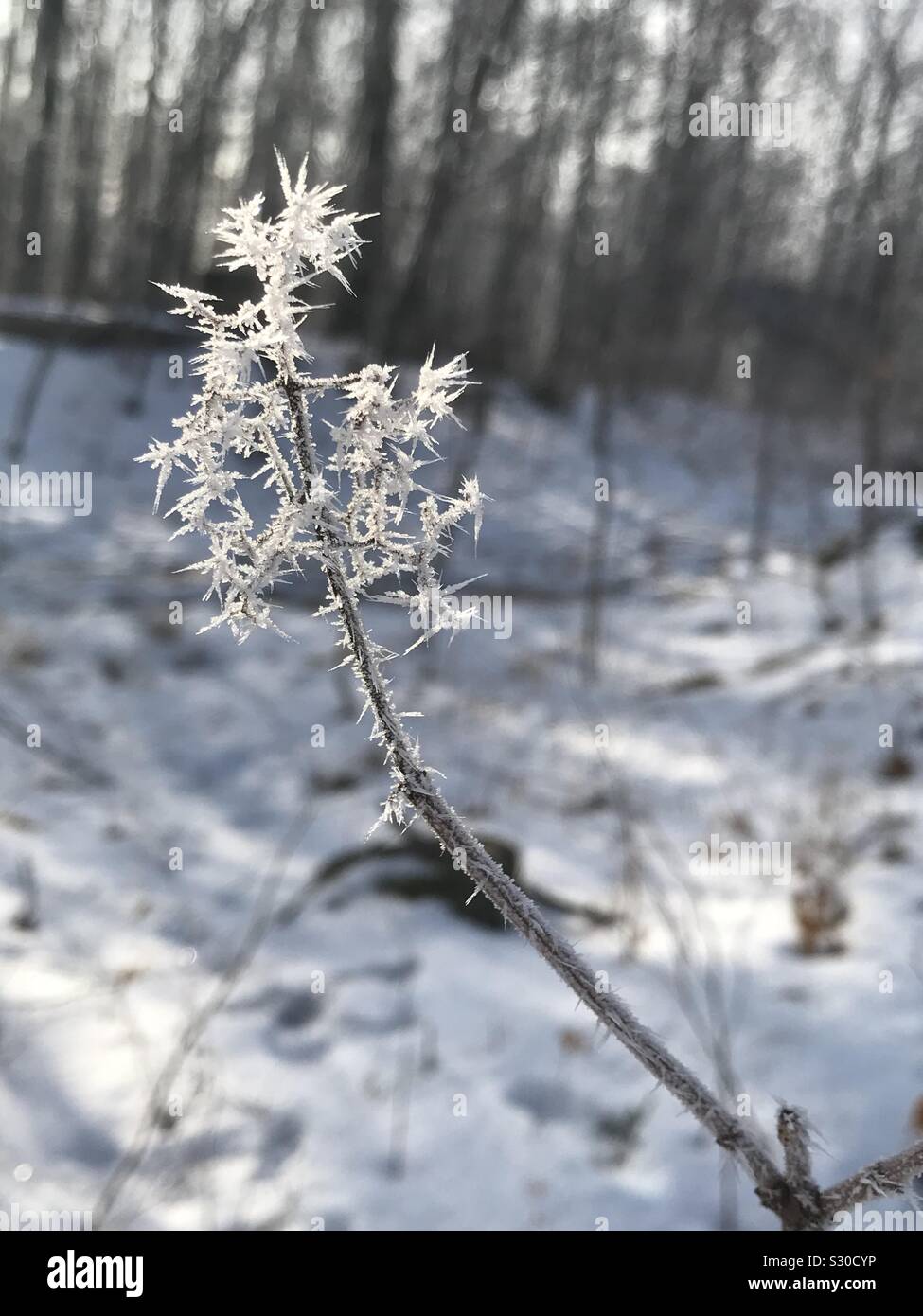 Frozen stick hi-res stock photography and images - Alamy