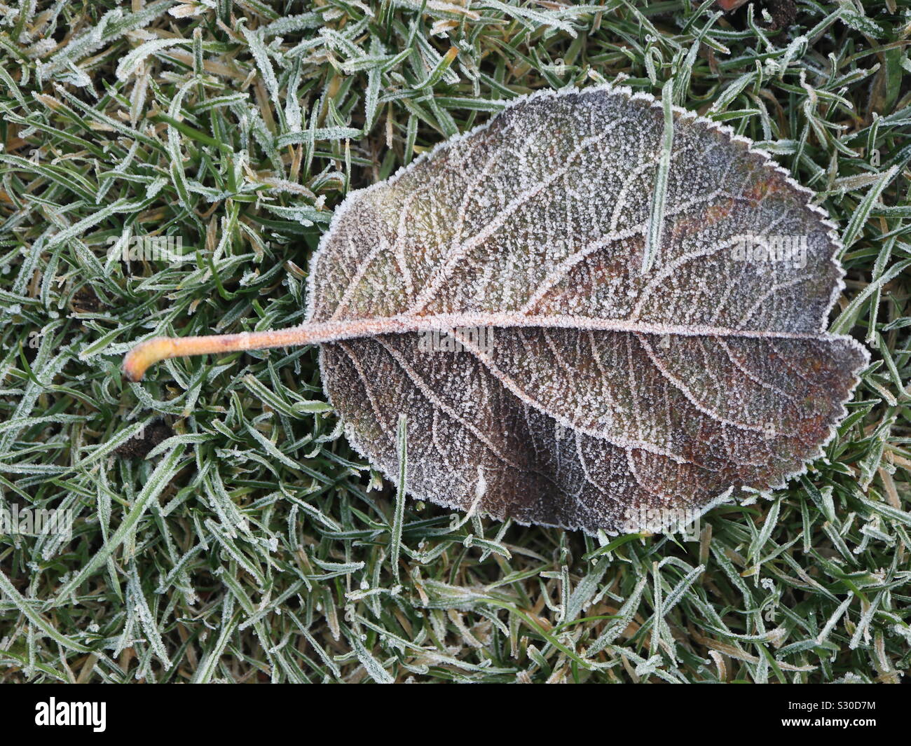 Frozen leaf - Smartphone Captured Stock Image