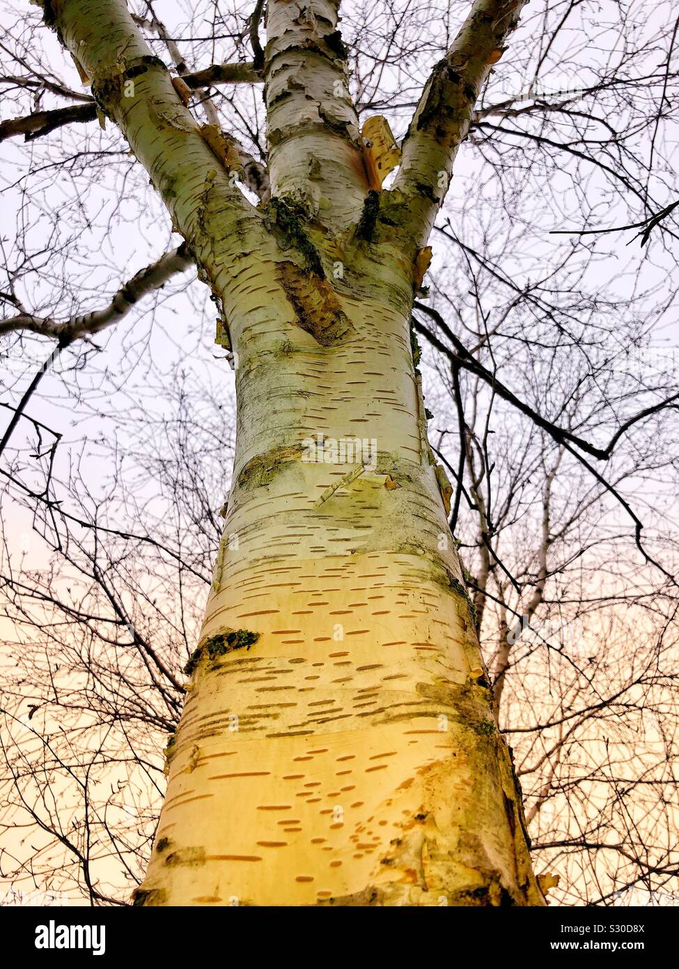 Papery bark of a leafless silver birch tree in winter Stock Photo