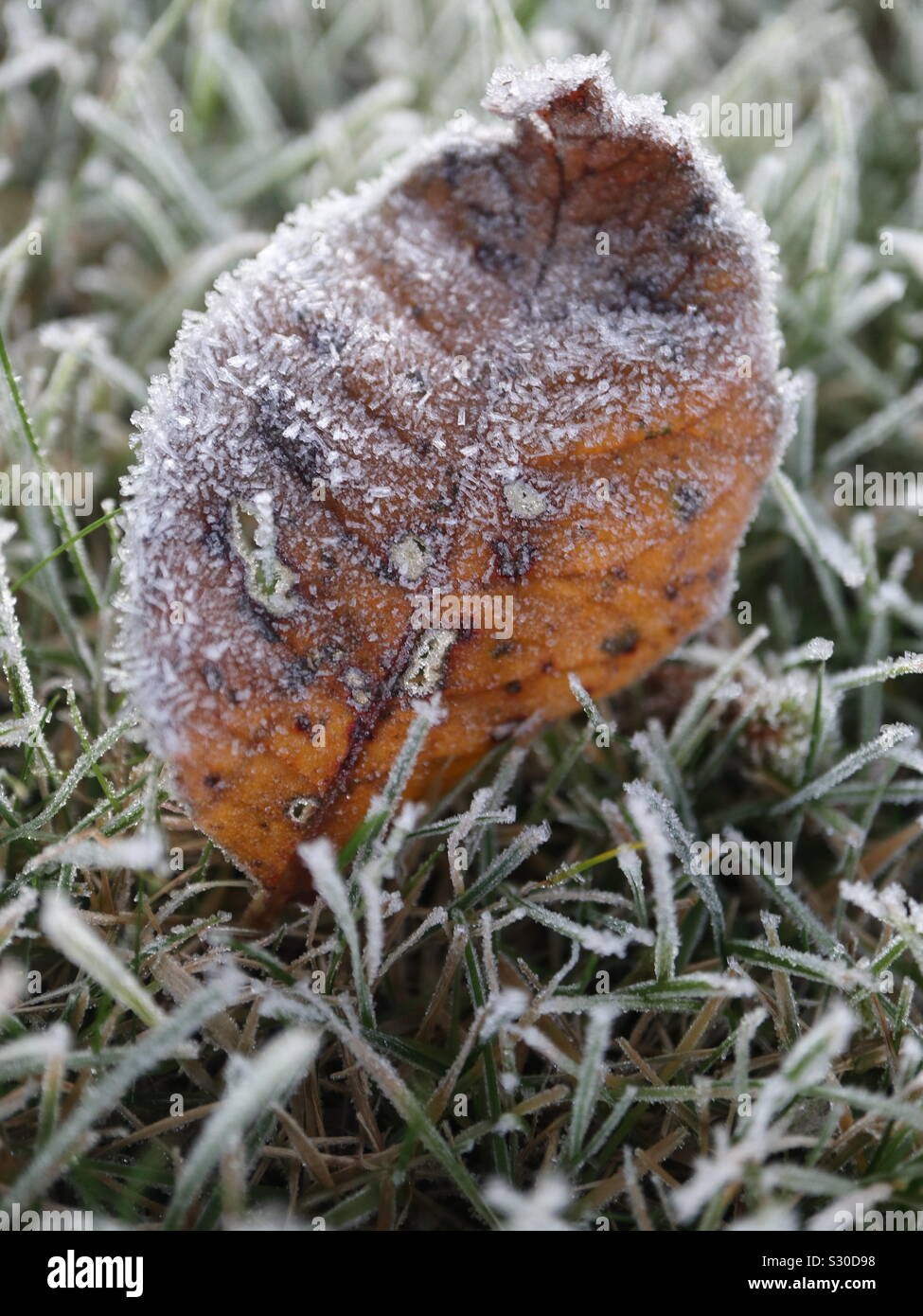 Leaf it alone - Smartphone Captured Stock Image