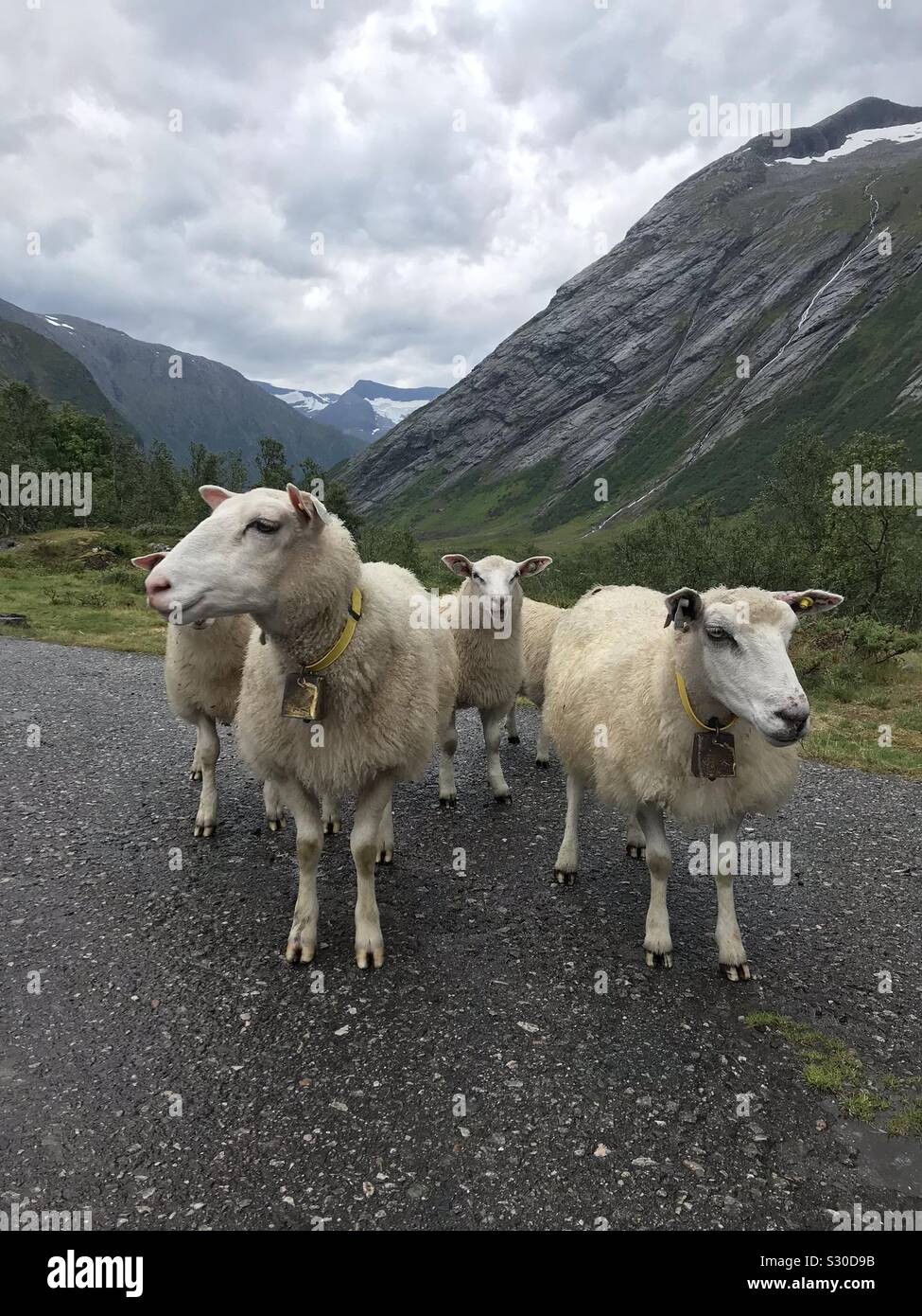 Blick auf die Berge mit Schafen im Vordergrund in Hjelledalen -Norwegen Stock Photo