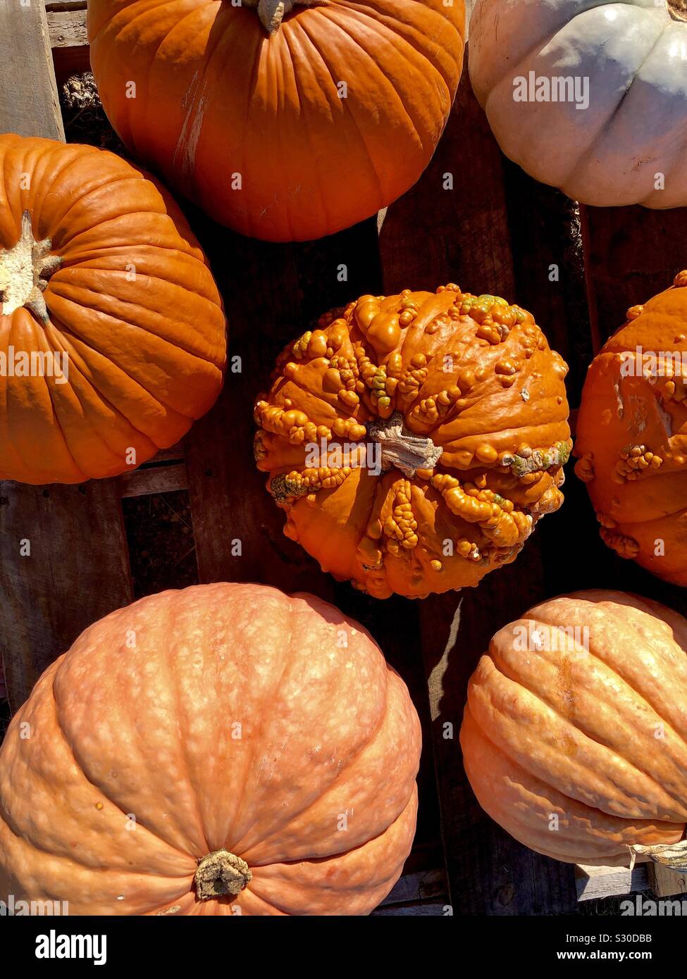 Assortment of pumpkins on a wooden pallet, top down view - Smartphone Captured Stock Image