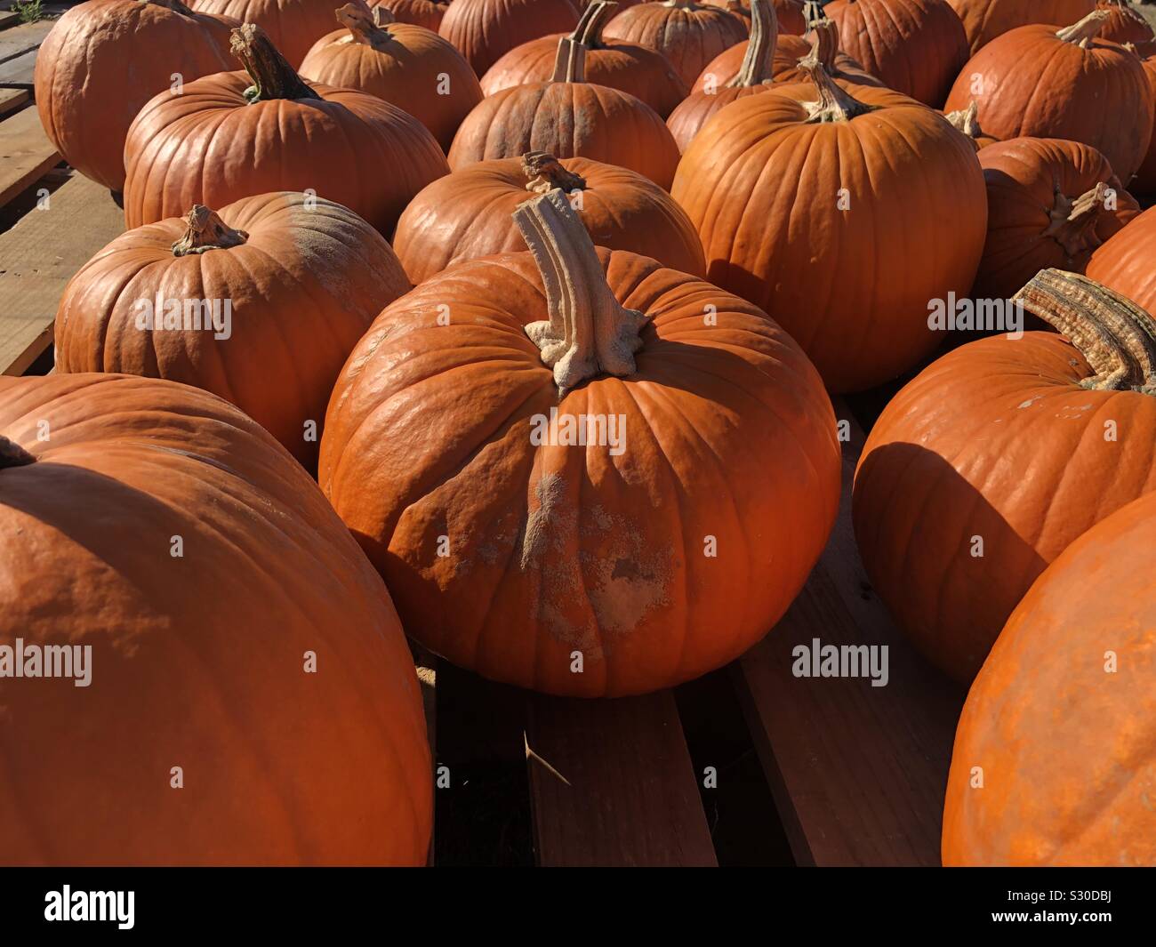 Pumpkins on pallets - Smartphone Captured Stock Image