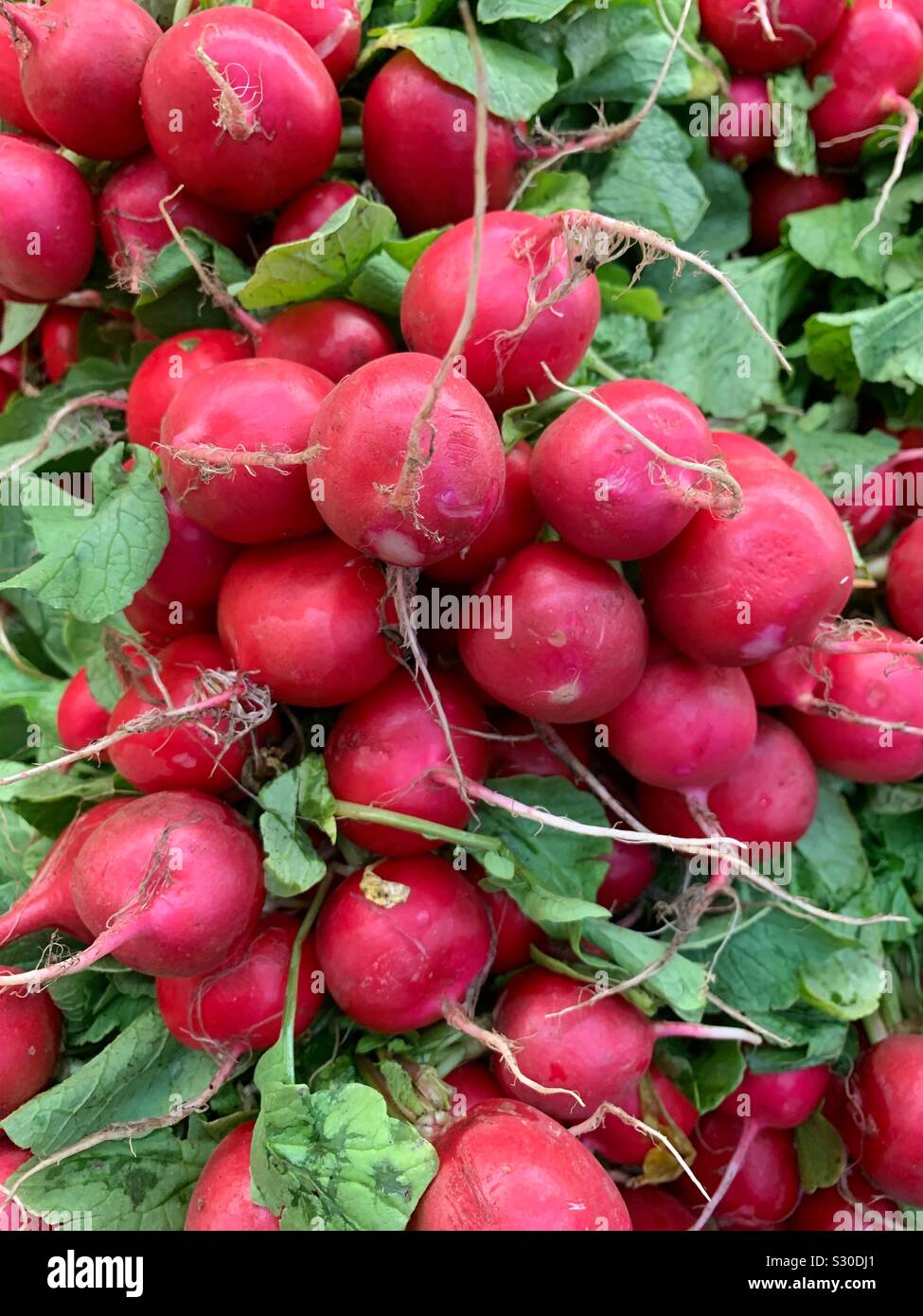 Bunch of red ripe farm fresh radishes, Raphanus raphanistrum Stock Photo