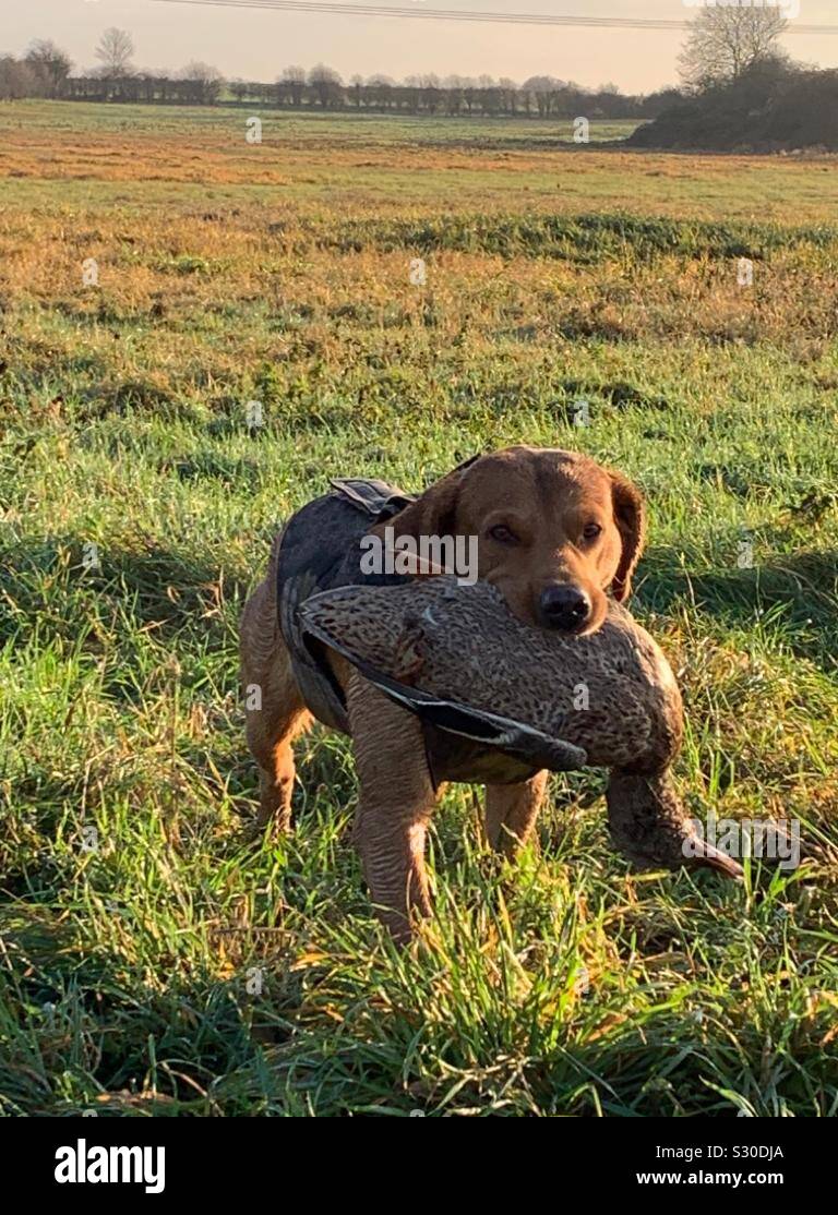 Picking up game Stock Photo Alamy