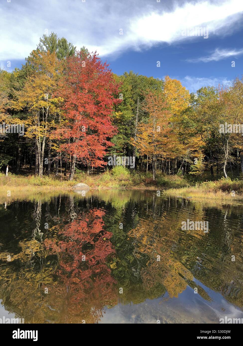 Colorful trees reflecting in the water in the autumn - Smartphone Captured Stock Image