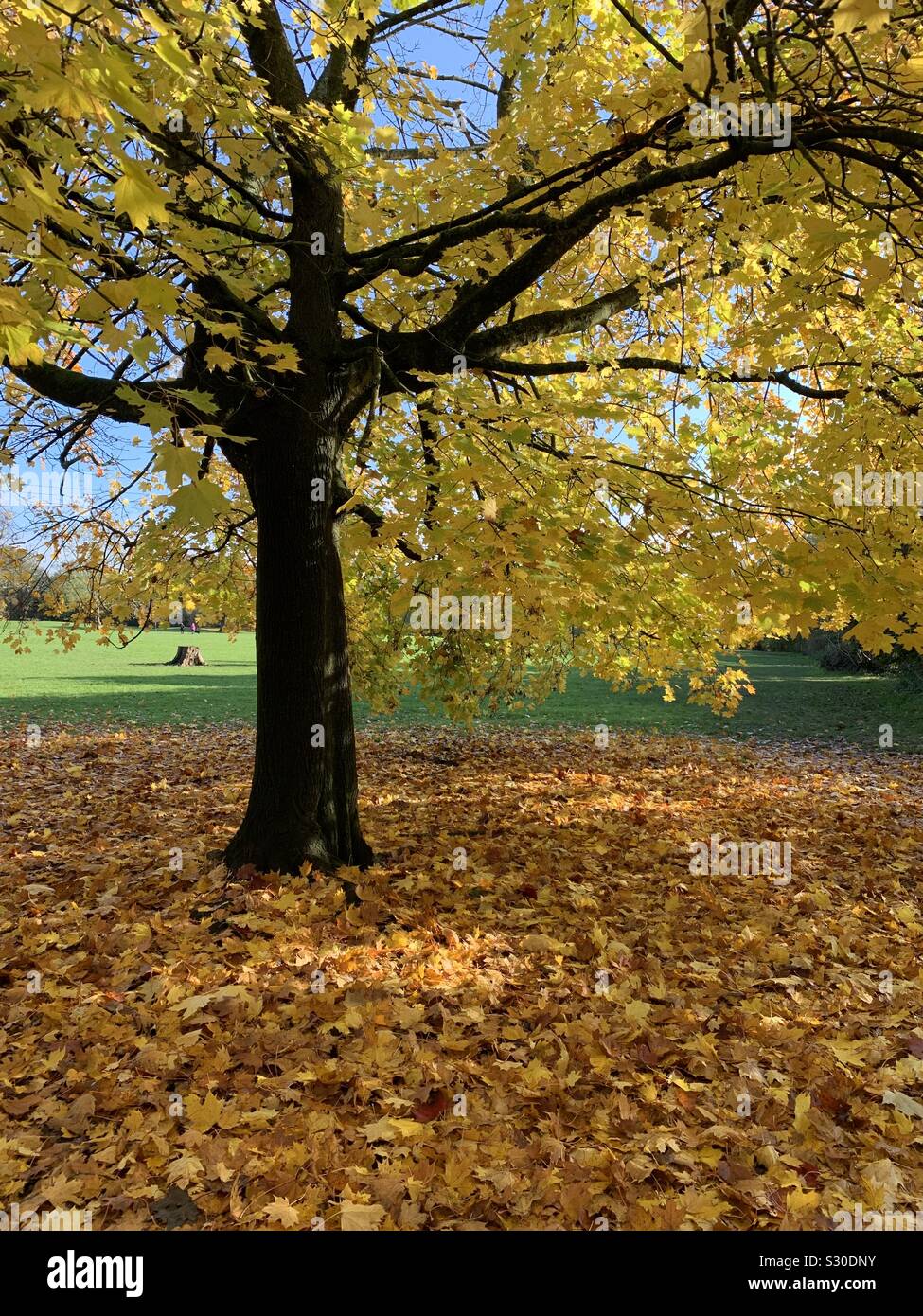 Tree with golden leaves Stock Photo Alamy