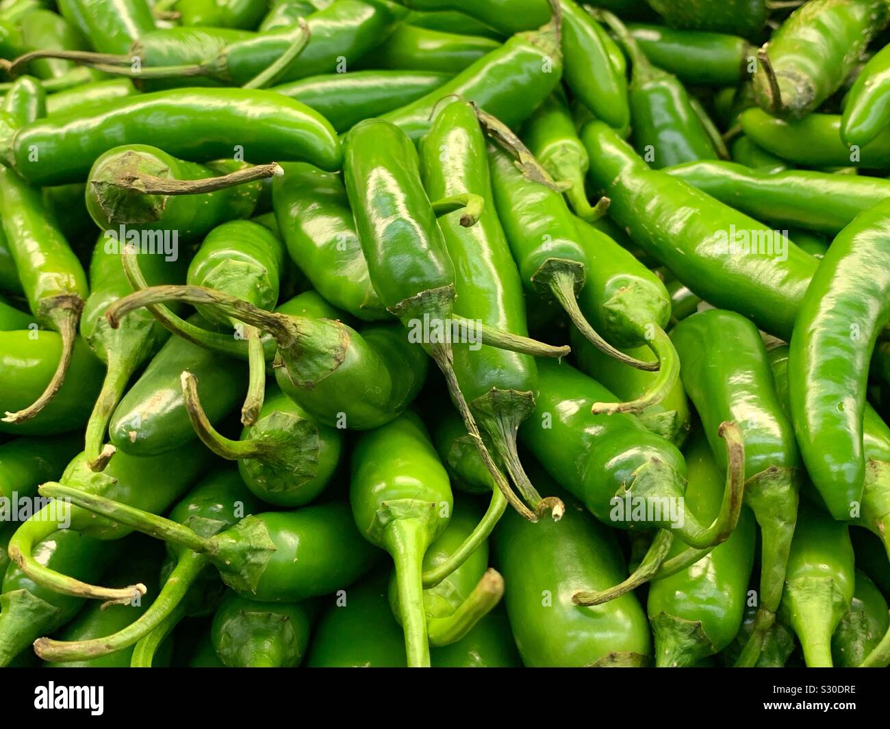 Fresh green Serrano chili peppers, capsicum annuum Stock Photo