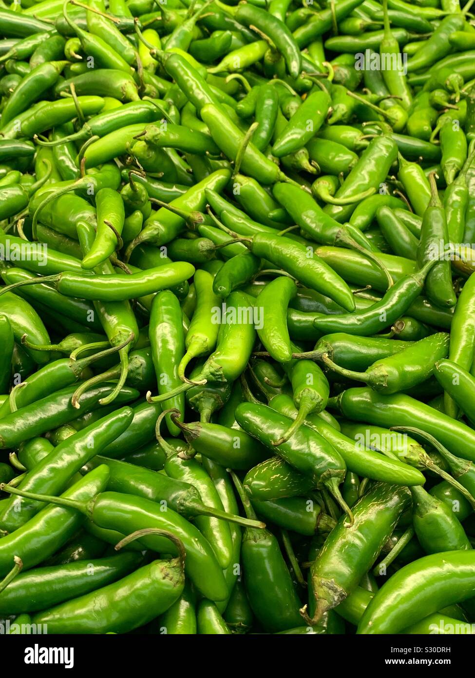 Fresh green Serrano chili peppers, capsicum annuum Stock Photo Alamy