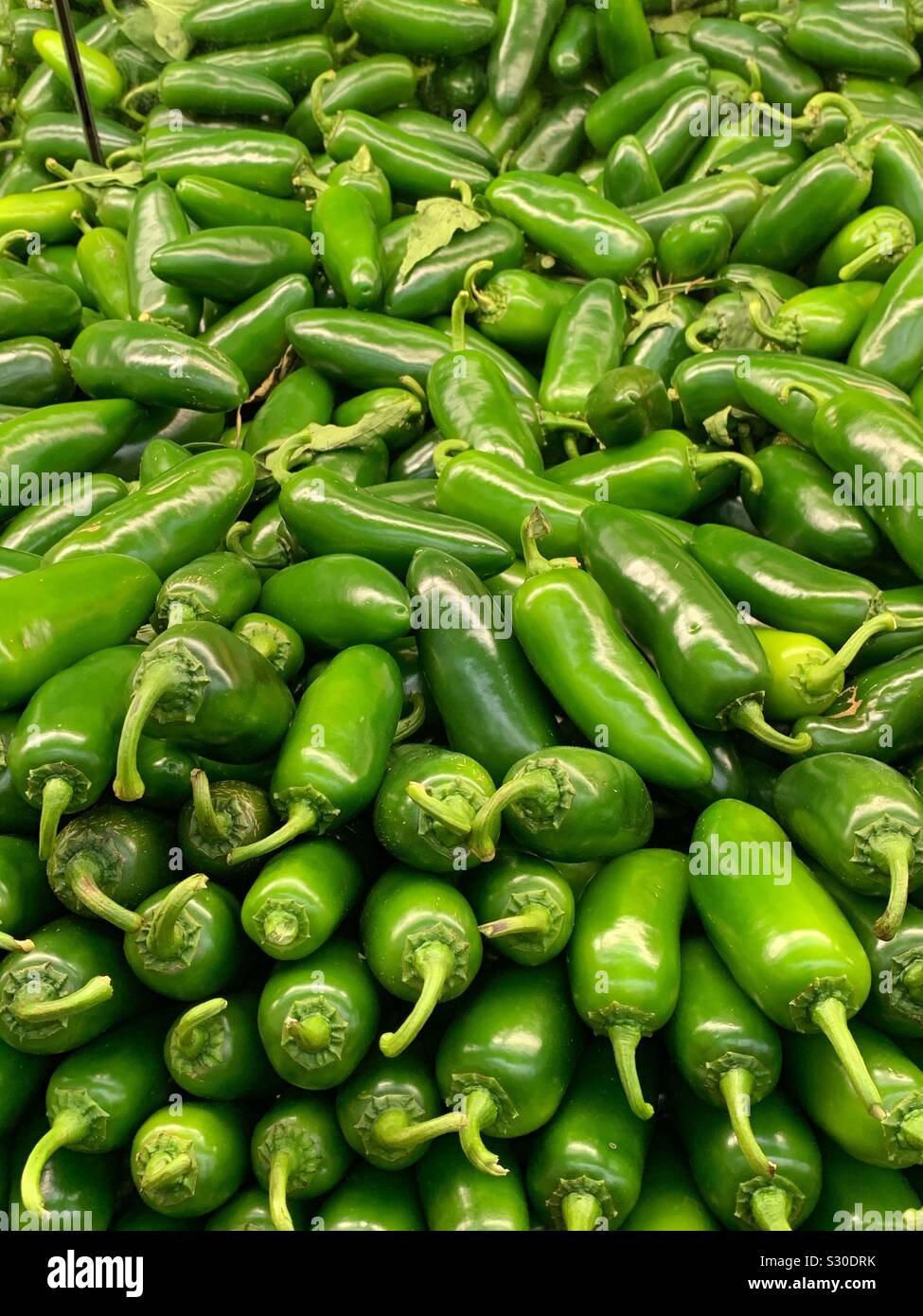 Farm fresh green jalapeño peppers, capsicum annuum - Smartphone Captured Stock Image