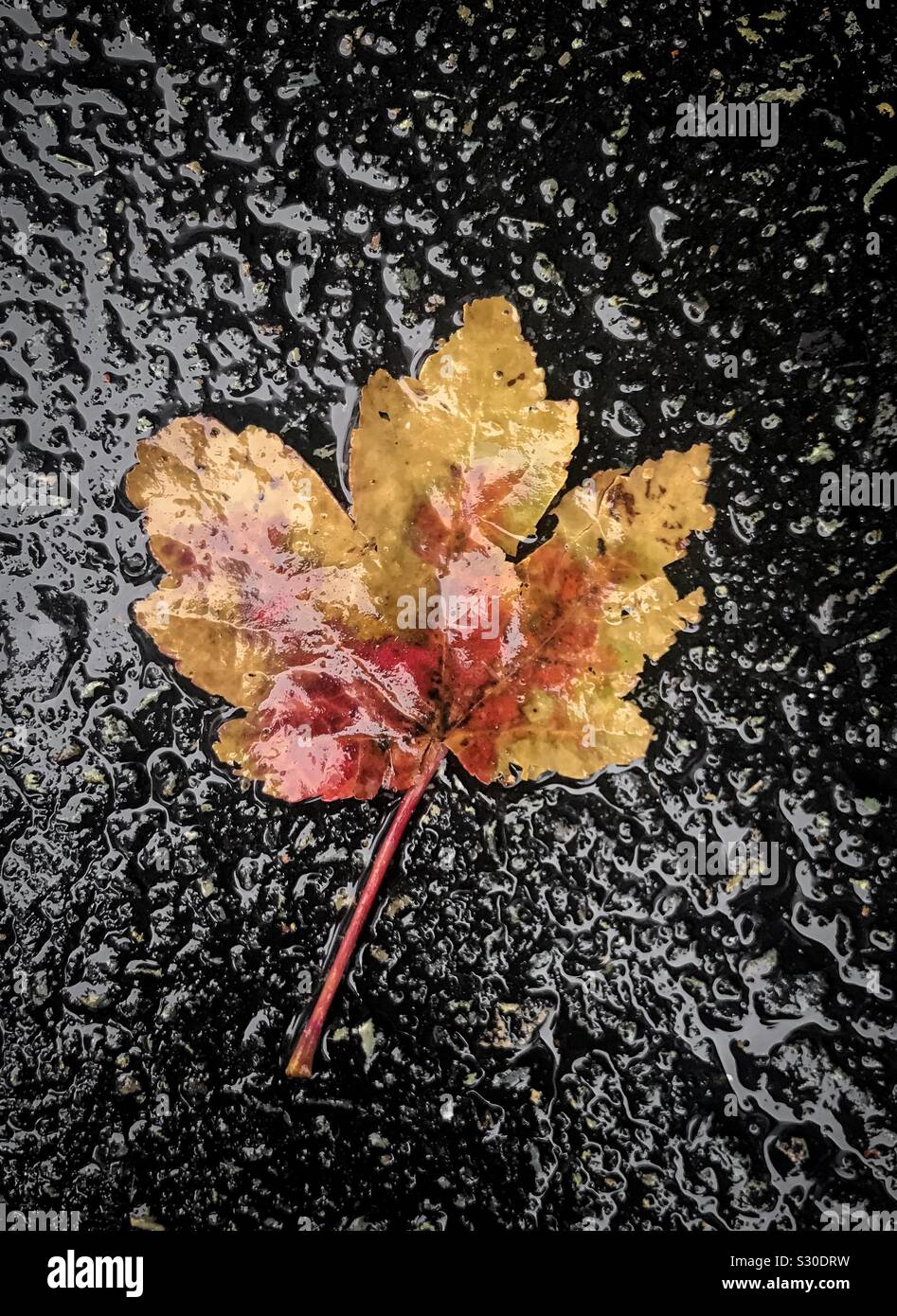 Maple leaf on the asphalt in a rainy day - Smartphone Captured Stock Image