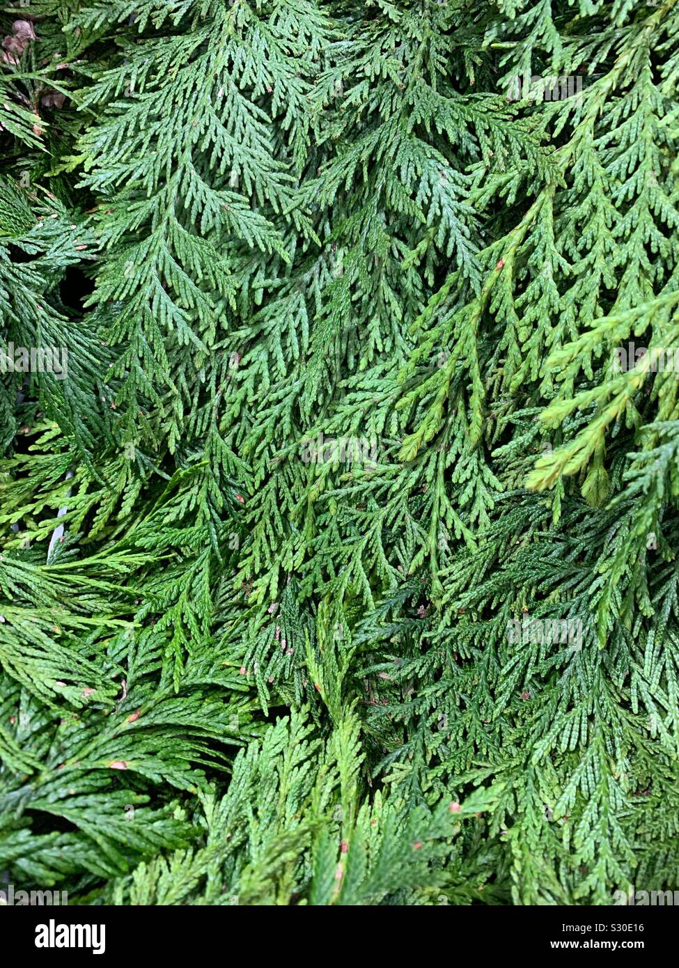 Fresh green Christmas garland decoration - Smartphone Captured Stock Image