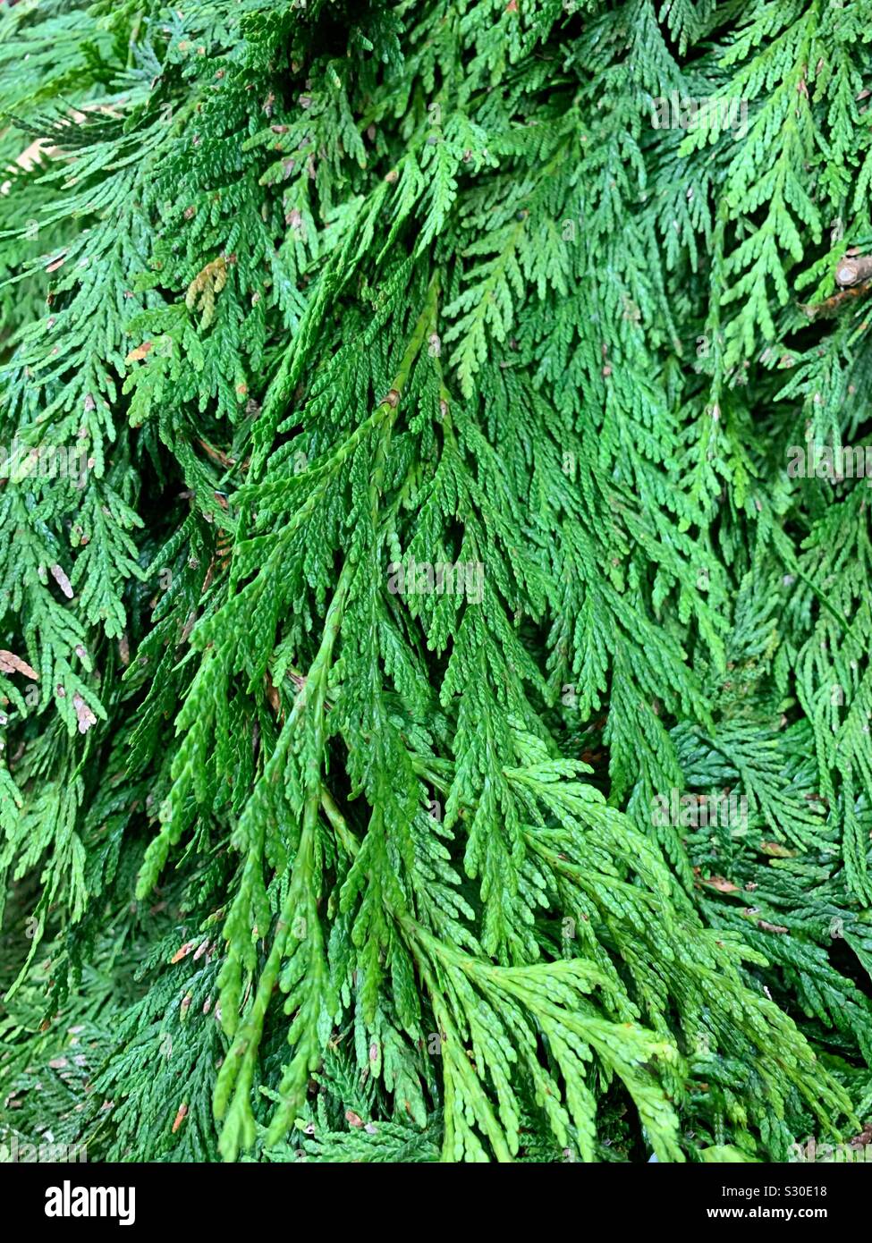 Farm fresh green Christmas garland decoration - Smartphone Captured Stock Image