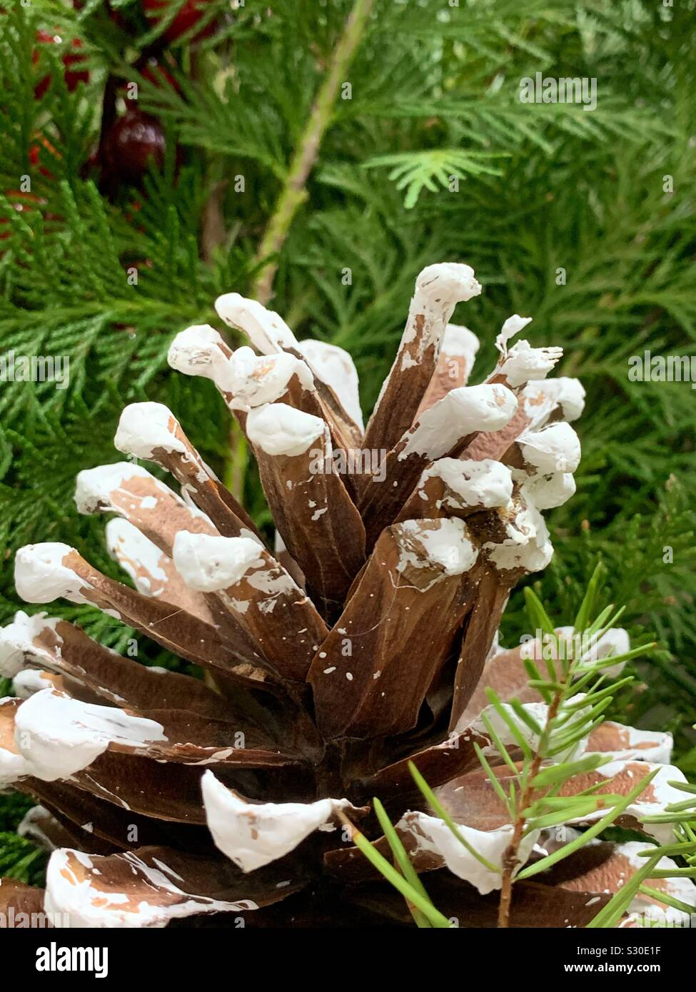 Festive winter holiday pine cone dusted with white snow - Smartphone Captured Stock Image