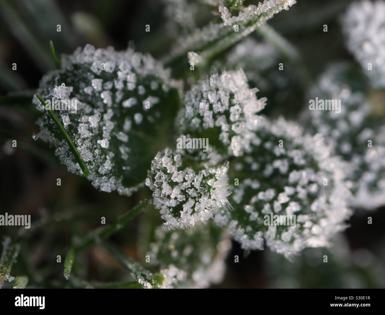 Frost plants hi-res stock photography and images - Alamy