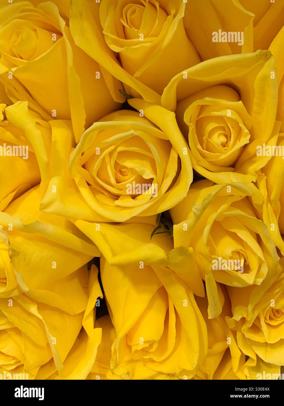 Bouquet of fresh yellow roses Stock Photo