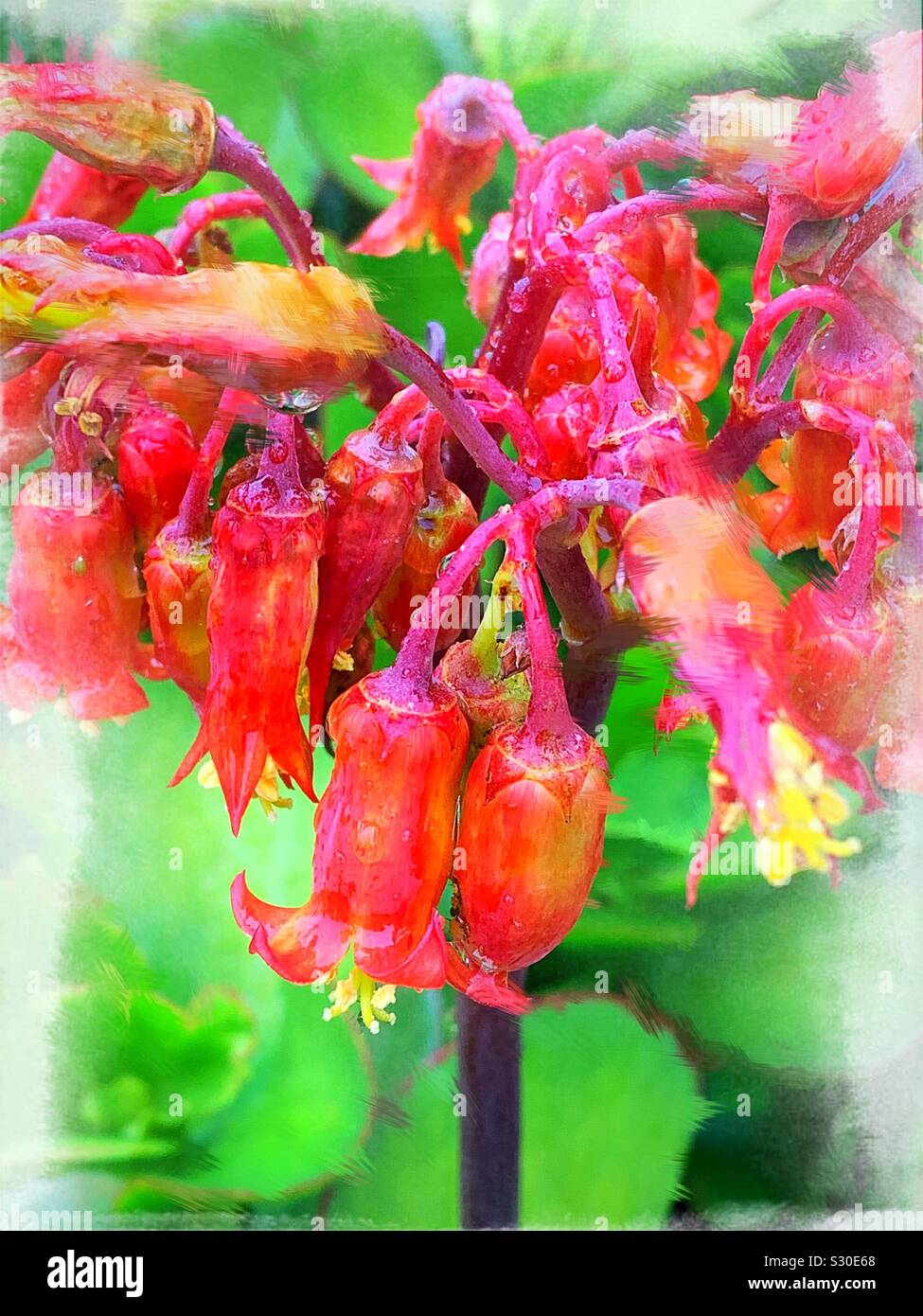 Bryophyllum pinnatum (Lam.) Oken in red in Spanish after the cold rain 雨後的紅色落地生根花 Stock Photo