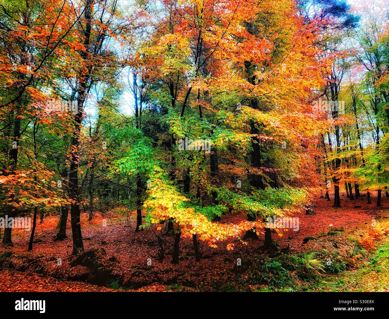 Autumn colour, New Forest, Hampshire - Smartphone Captured Stock Image