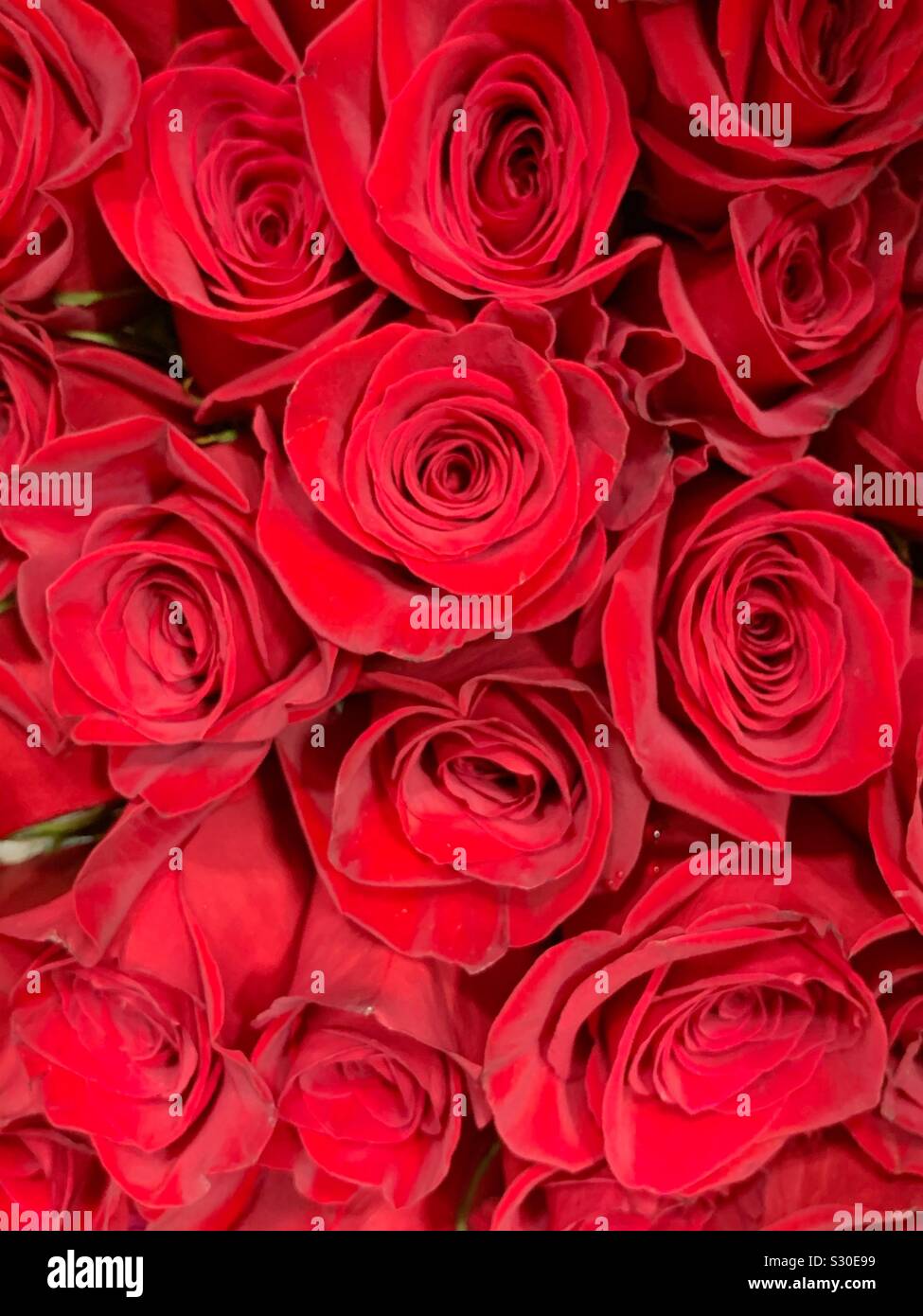 Beautiful bouquet of fresh scarlet red roses in full blossom Stock ...