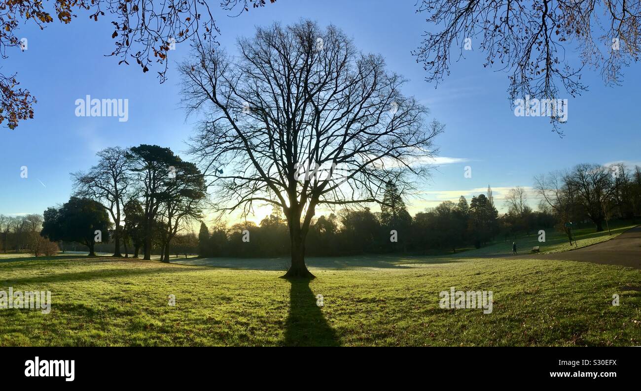 Sunlight bursts through the trees in Singleton Park in Swansea, UK. - Smartphone Captured Stock Image