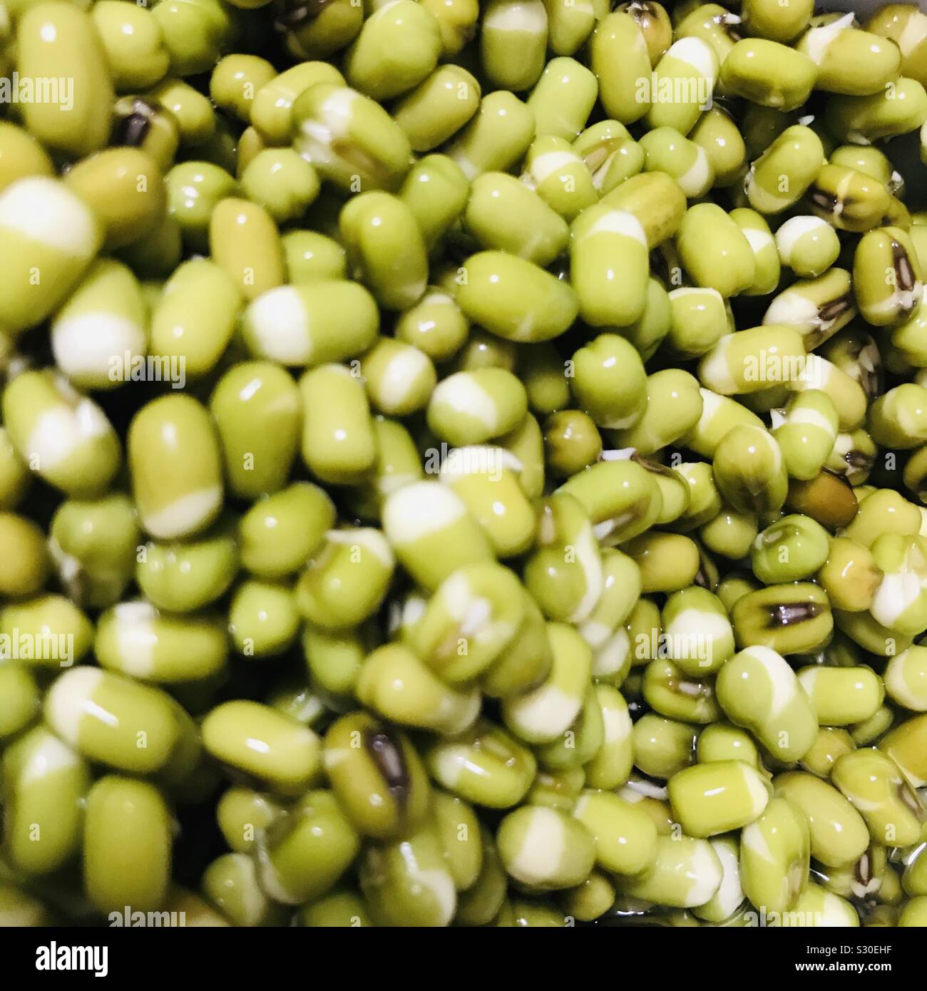 Soaked sprouted mung bean Stock Photo