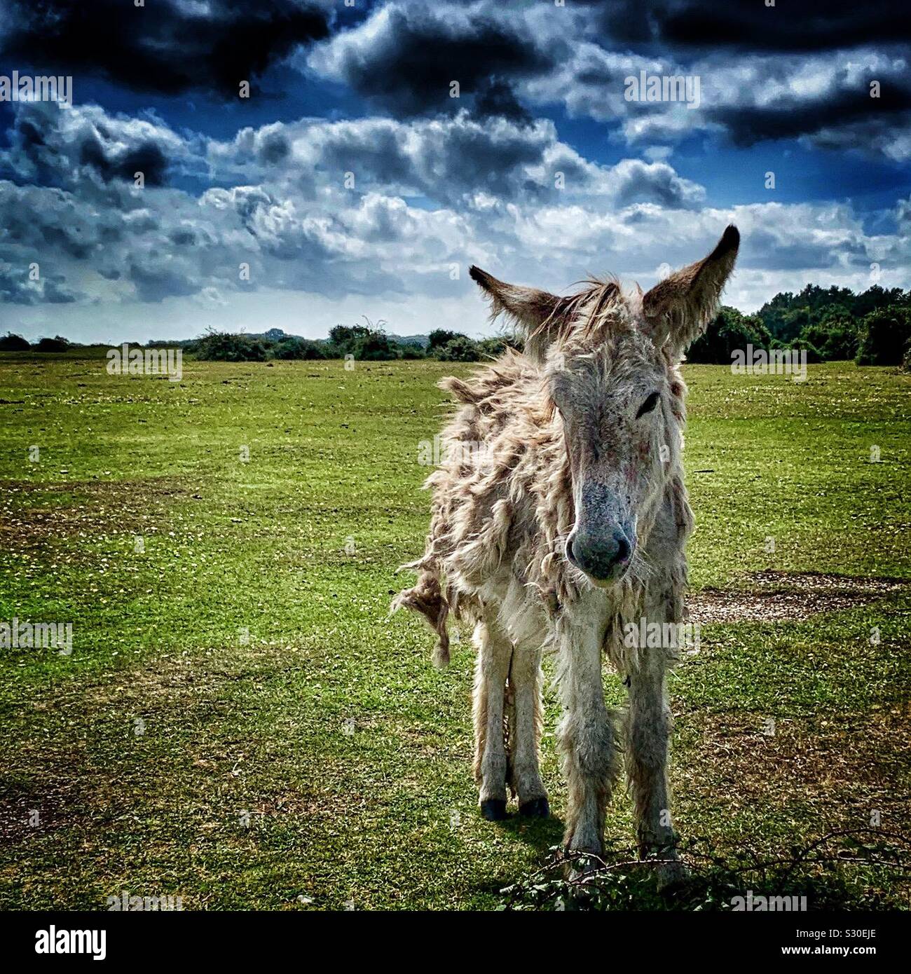 Moulting donkey standing in field bad hair day Stock Photo