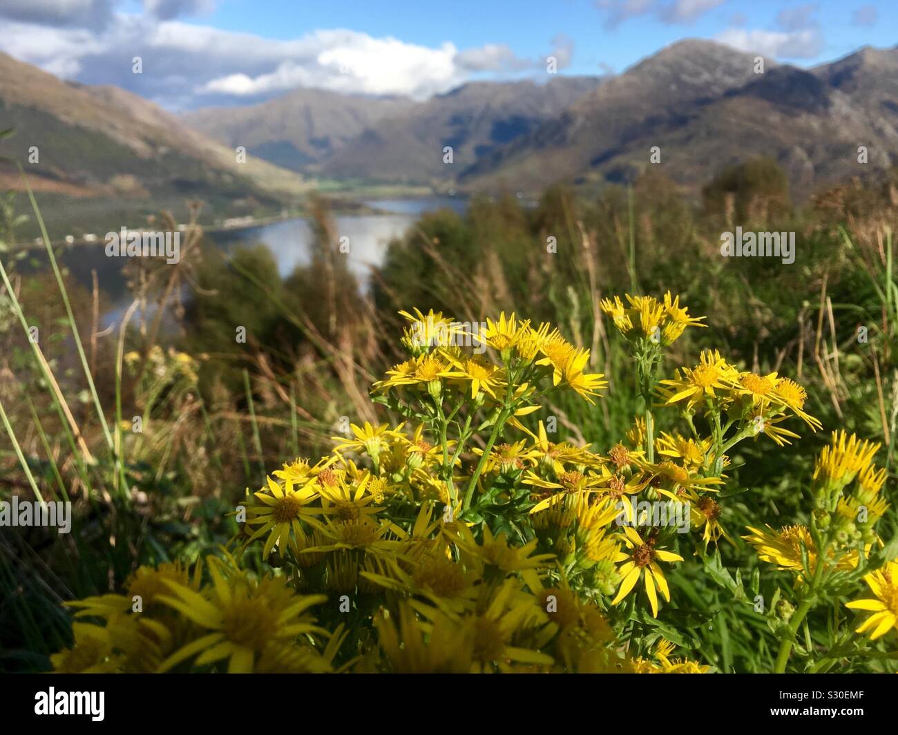 Scottish Wildflowers Hi Res Stock Photography And Images Alamy Scottish Wildflowers Hi Res Stock Photography And Images Alamy
