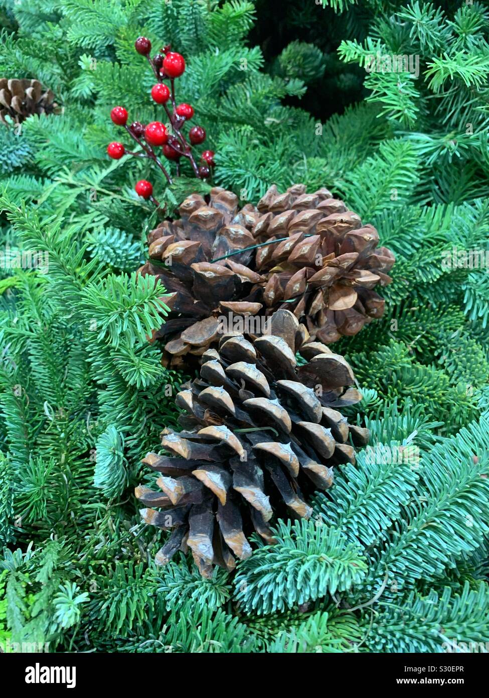 Fresh scented pine cones perched on a Christmas pine tree branch with decorative mistletoe - Smartphone Captured Stock Image