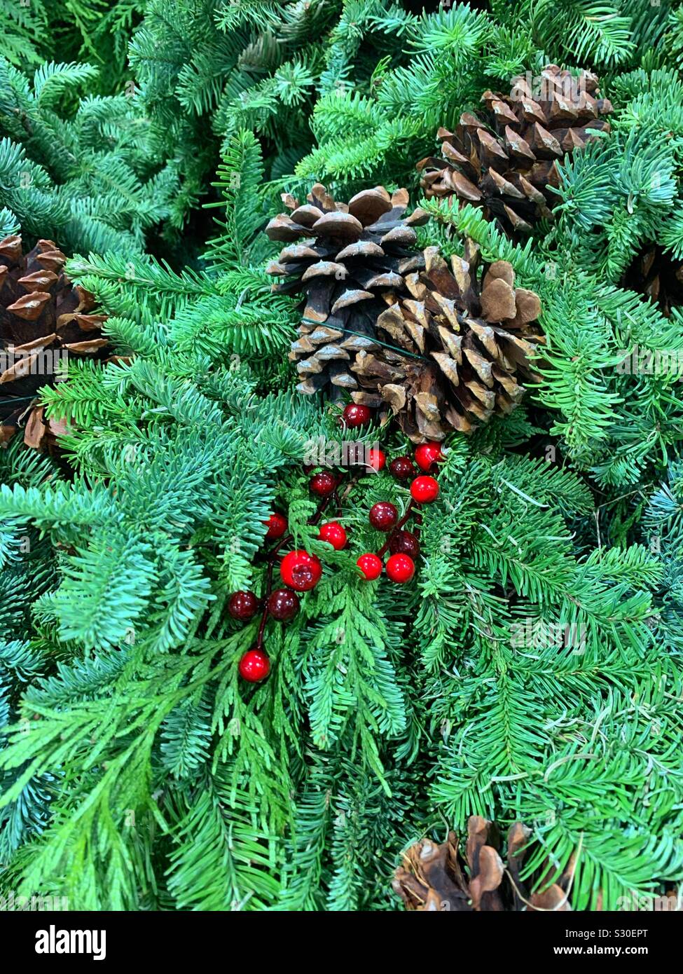 Fresh scented pine cones and red mistletoe resting on a Christmas pine tree branch - Smartphone Captured Stock Image