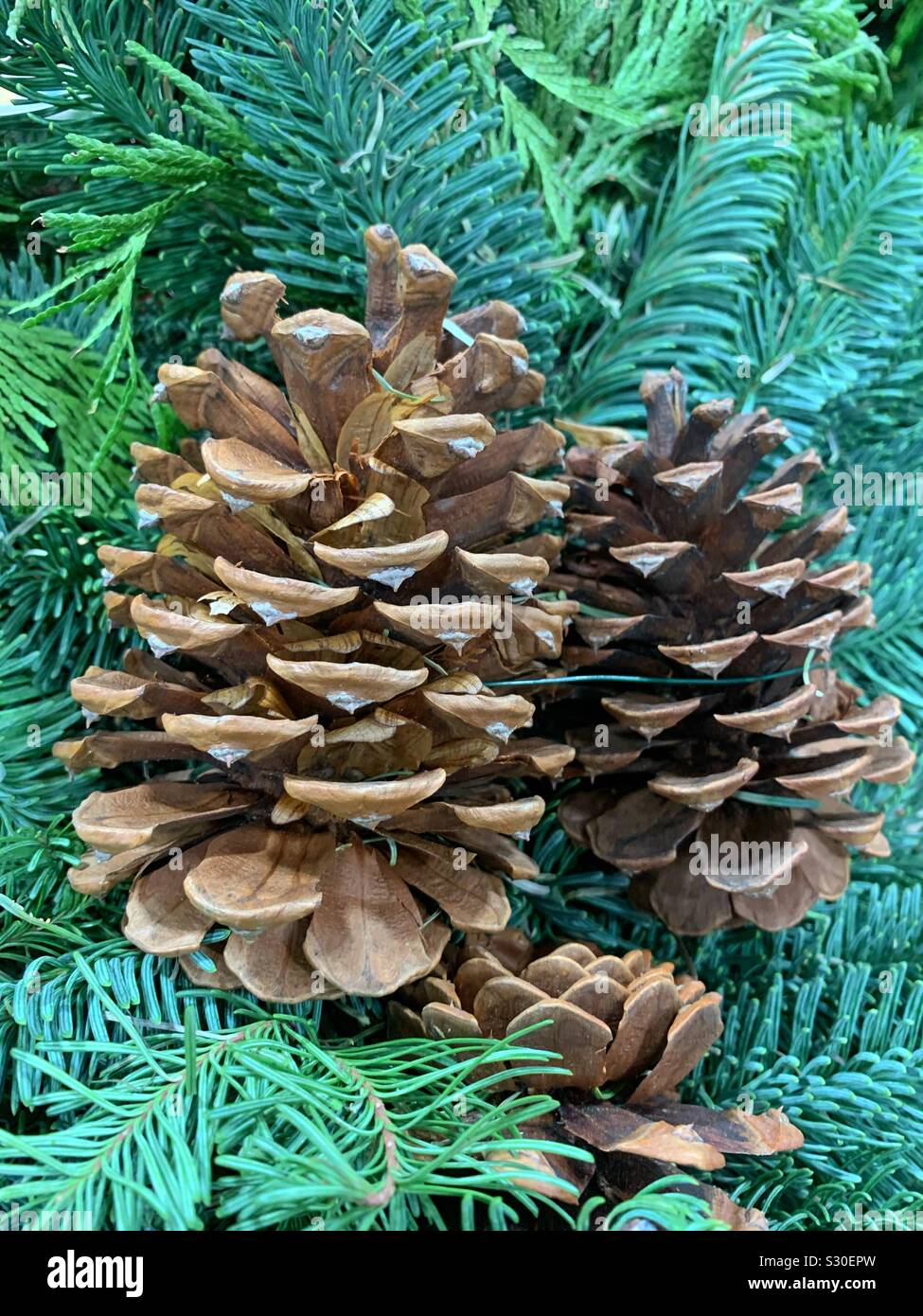 Pine cones resting on a pine tree branch as beautiful Christmas ornaments - Smartphone Captured Stock Image