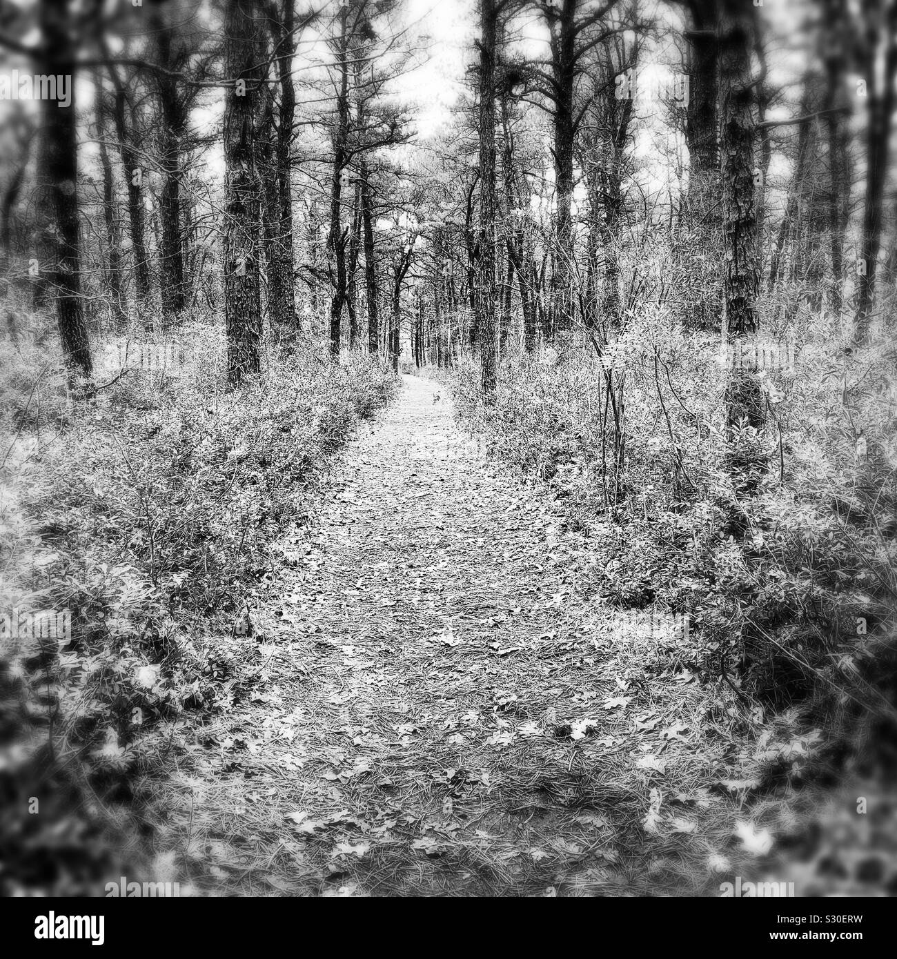 Tranquility on a trail at a wildlife preserve - Smartphone Captured Stock Image