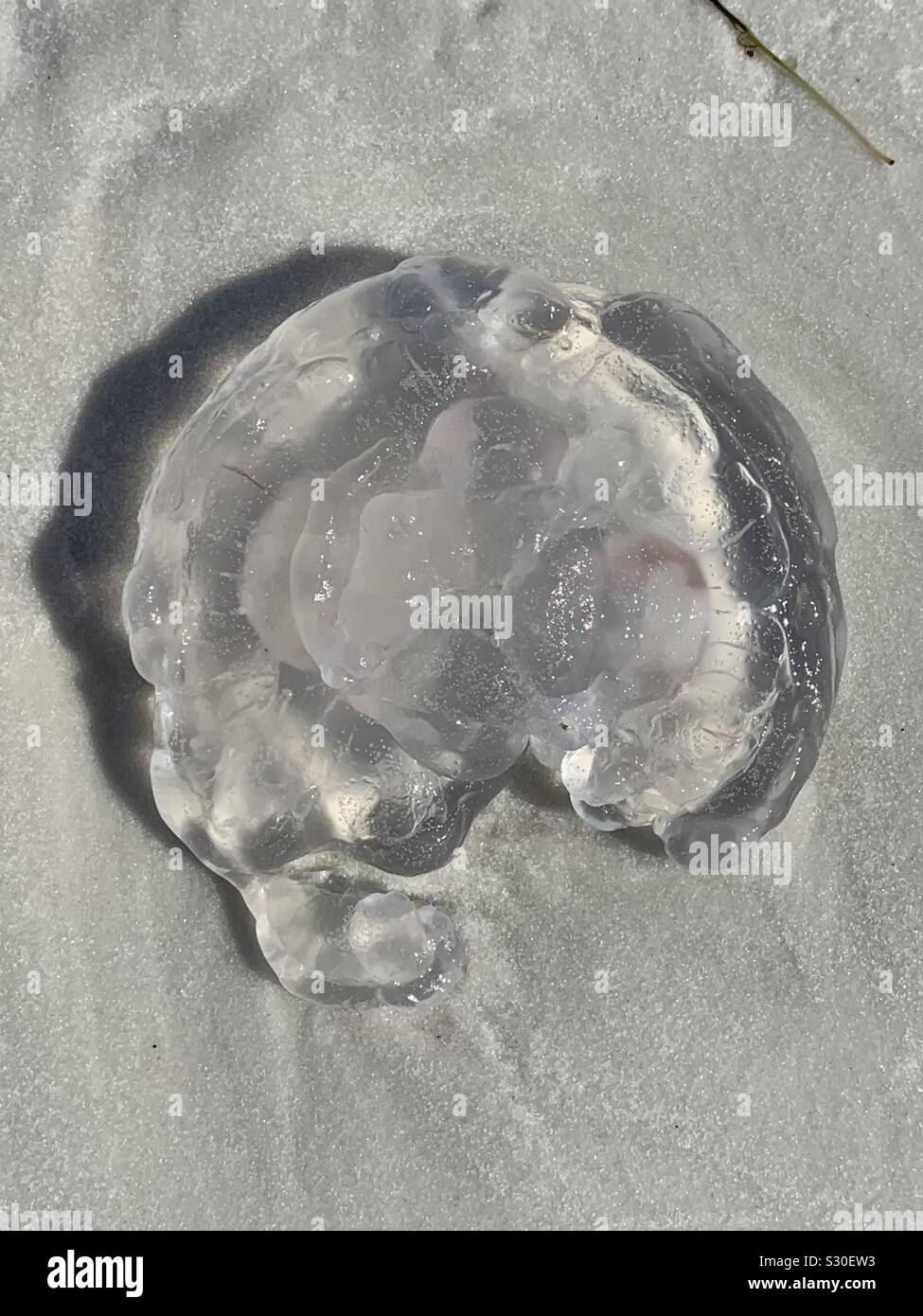 Crystal jellyfish on beach sand Stock Photo