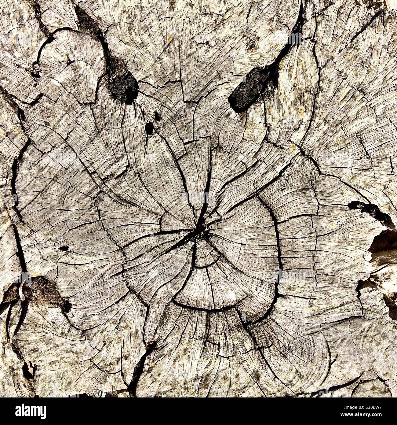 Animal’s face in sawn-off tree stump. - Smartphone Captured Stock Image