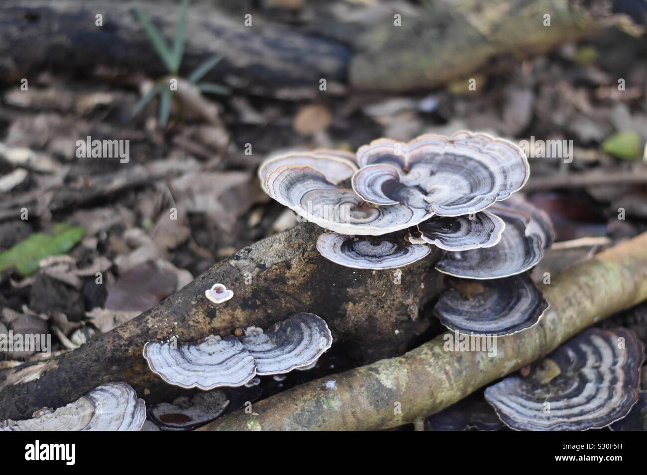 Mushrooms in Hawaii Stock Photo