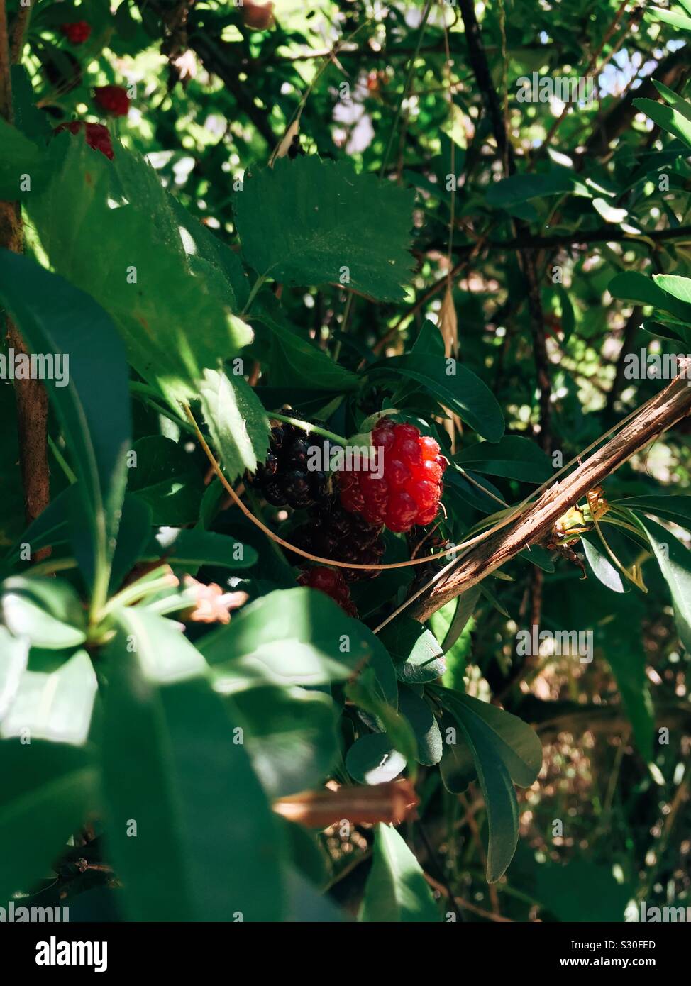 BlackBerry - Smartphone Captured Stock Image