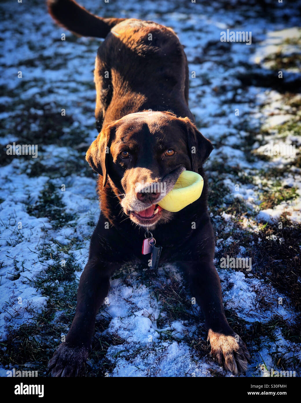 Why Do Dogs Play With Balls