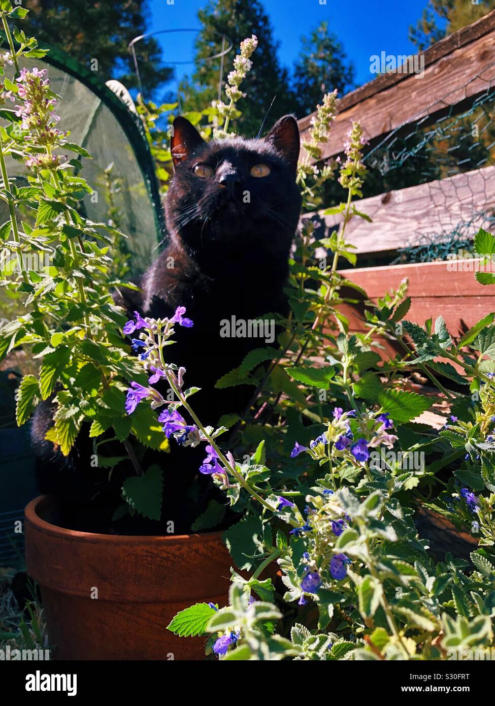 Black cat in a pot of cat nip Stock Photo