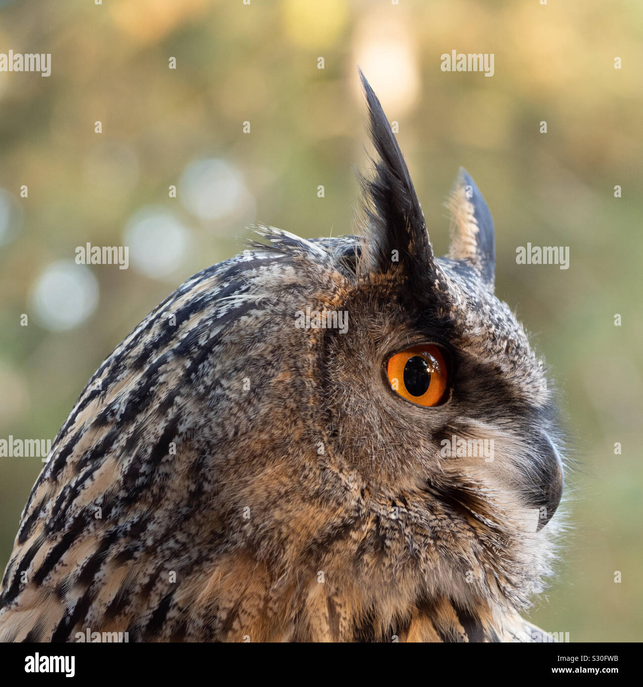 Eagle owl looking around - Smartphone Captured Stock Image